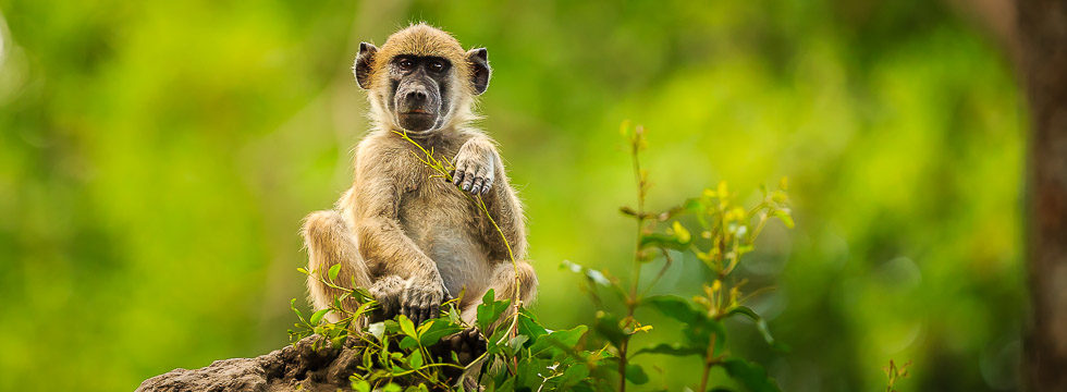 Baboon Okavango Delta