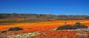 Fotografera i Sydafrika Namaqualand