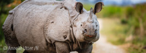 Kaziranga One Horned Rhinoceros