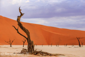 Fotosafari-Namibia