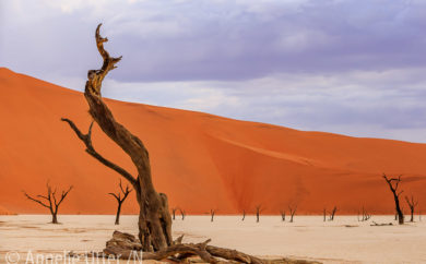 Fotosafari-Namibia