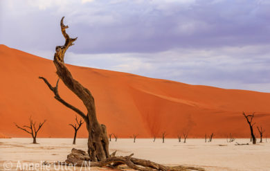 Fotosafari-Namibia