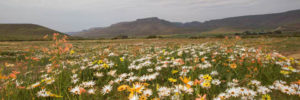 Fotografera blommor i Sydafrika Namaqualand