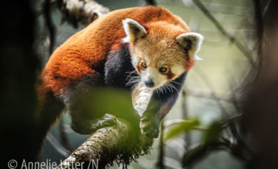 Röd Panda Kattbjorn