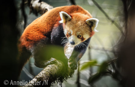 Röd Panda Kattbjorn