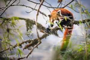 fotografera röd panda