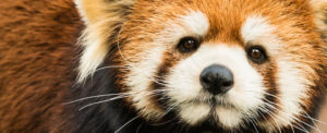Röd panda mindre panda