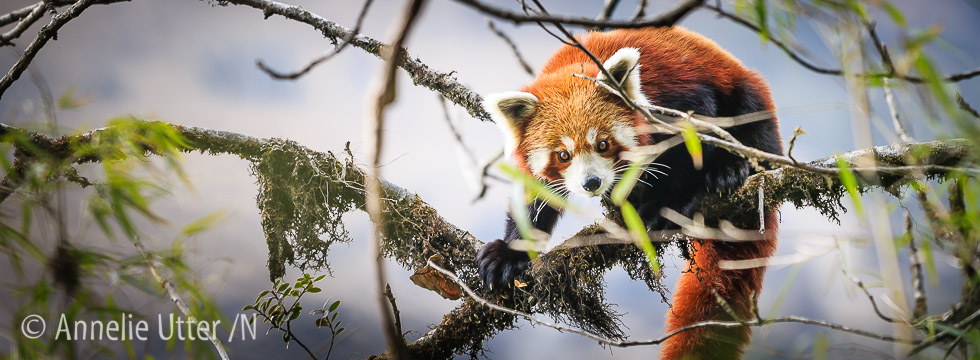 Bild på vild röd panda kattbjörn