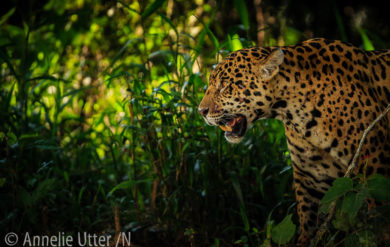 Jaguar - Det tredje största kattdjuret