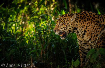 Jaguar - Det tredje största kattdjuret