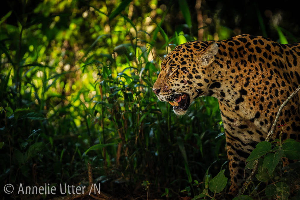 Jaguar - Det tredje största kattdjuret