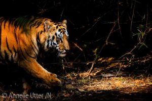 Bengalisk tiger i Indien