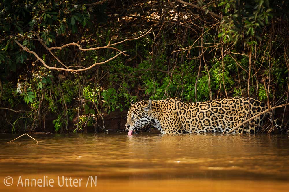 Jaguar – Det tredje största kattdjuret11