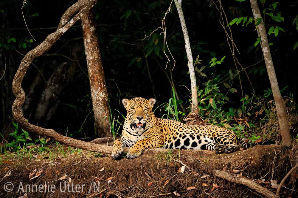 Jaguar – Det tredje största kattdjuret14