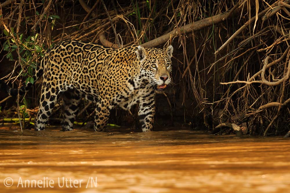 Jaguar – Det tredje största kattdjuret 