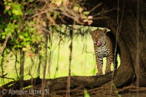Jaguar – Det tredje största kattdjuret