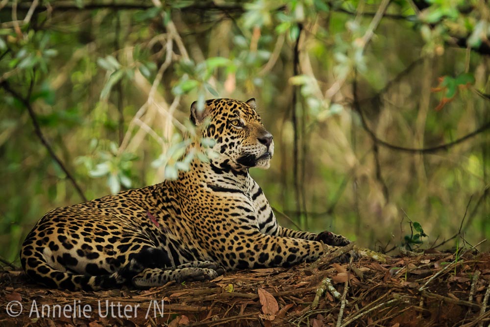 Jaguar – Det tredje största kattdjuret8