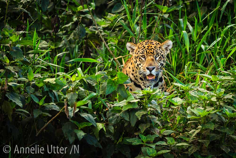 Jaguar – Det tredje största kattdjuret9