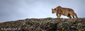 Puma - Världens fjärde största kattdjur