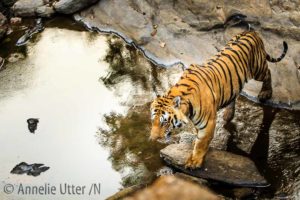 Bengalisk tiger