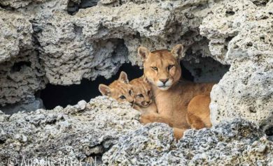 Puma - världens fjärde största kattdjur