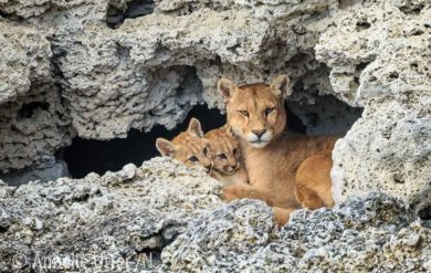 Puma - världens fjärde största kattdjur