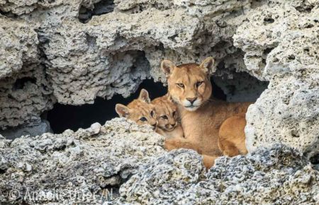 Puma - världens fjärde största kattdjur