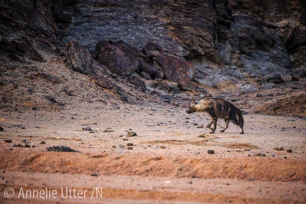Brun hyena