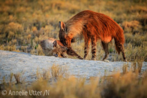 Brun hyena