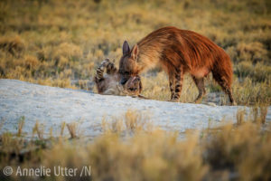 Brun hyena