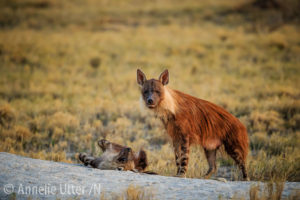 Vild brun Hyena Botswana