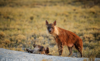 Vild brun Hyena Botswana