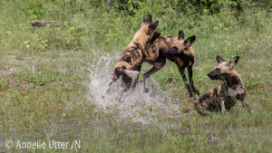 Afrikansk vildhund