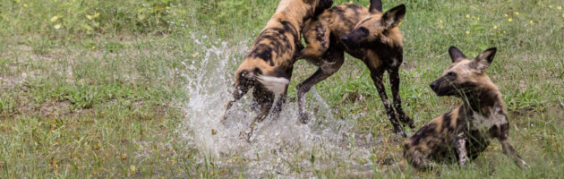 Afrikansk vildhund