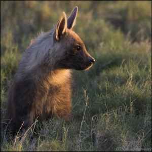 Brun Hyena