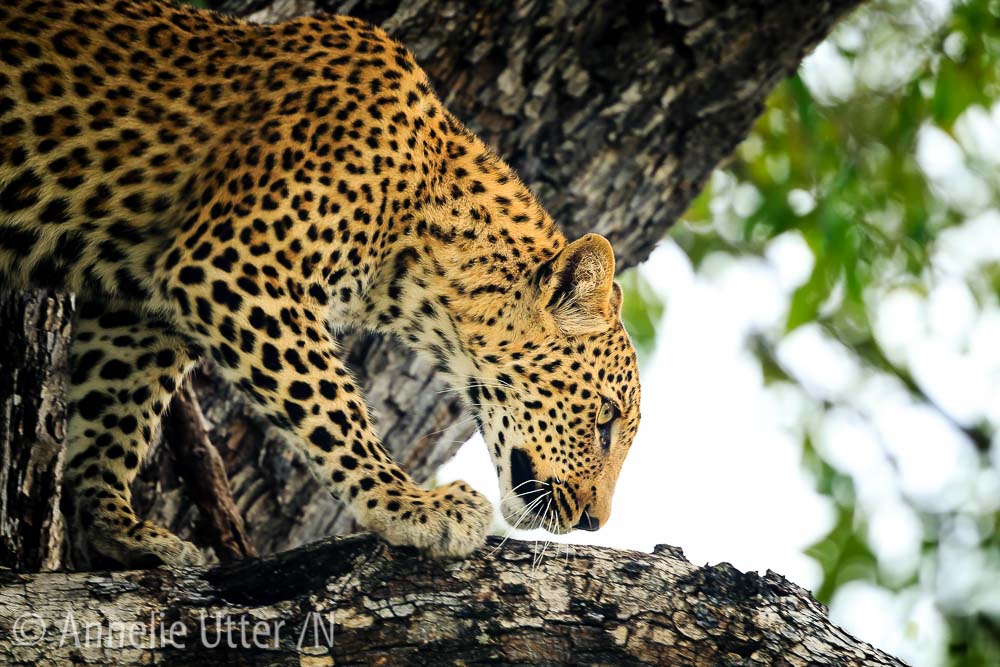 kalahariöknen leopard