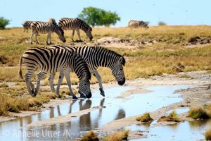 kalahariöknen botswana