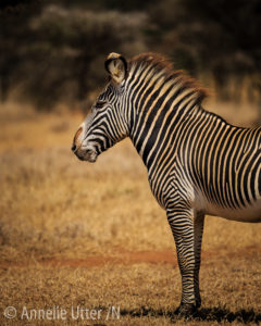 Grevys Zebra