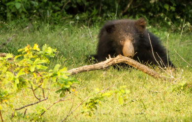 Se läppbjörn på Sri lanka