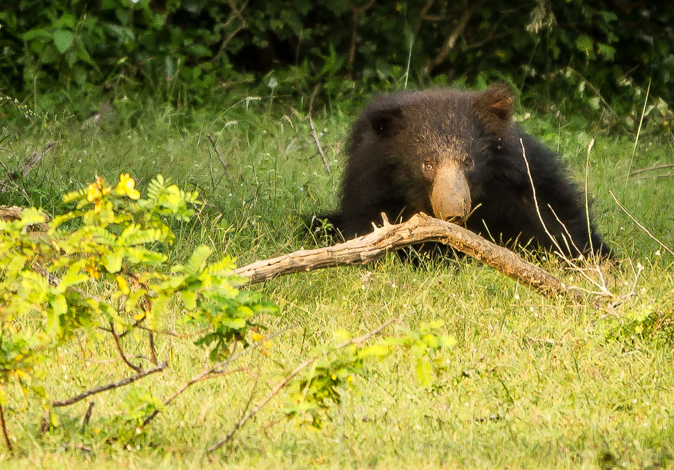 Se läppbjörn på Sri lanka