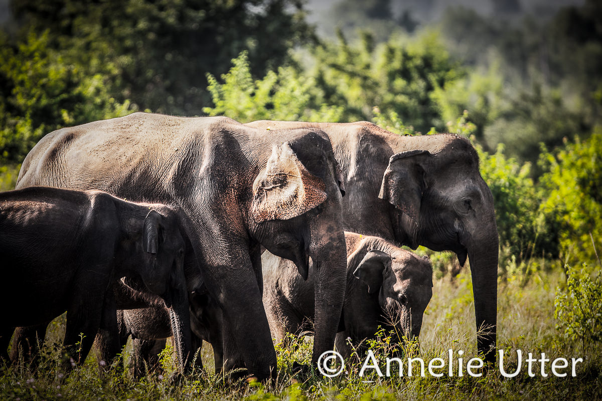 Vilda djur på Sri lanka - elefant
