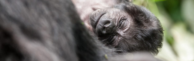 bergsgorilla baby