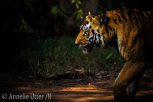 fotografera tiger
