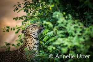 leopard på Sri Lanka