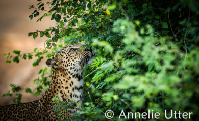 leopard på Sri Lanka