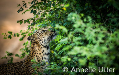 leopard på Sri Lanka