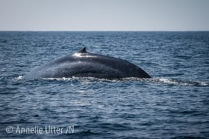 Blåval Sri lanka