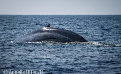 Blåval Sri lanka