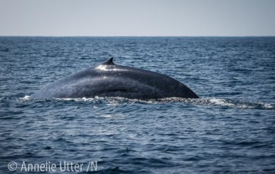 Blåval Sri lanka