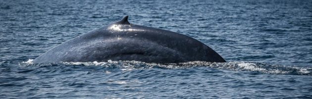 Blåval Sri lanka